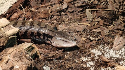 a closeup shot of a lizard in the forest