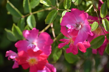 pink and white flowers