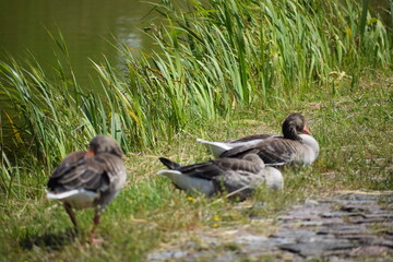 canada goose and ducklings