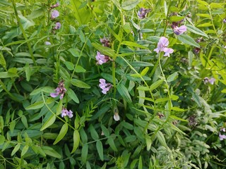 Obraz premium Beautiful summer flowers. Vicia cracca