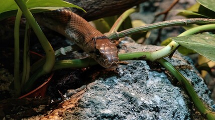 snake in the zoo © MARIA – Nature