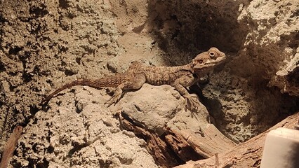 close up of a lizard © MARIA – Nature