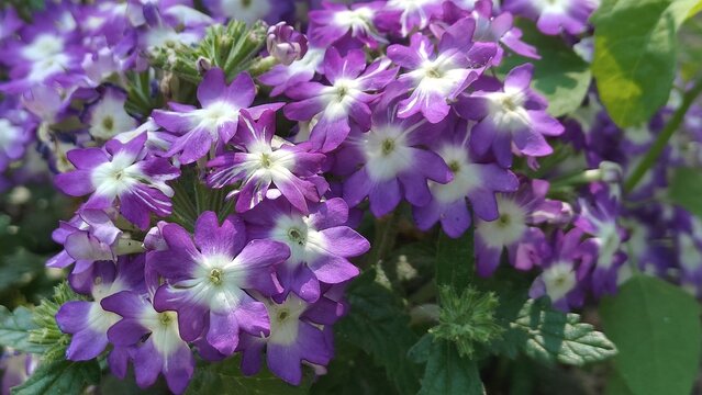 beautiful flowers in the garden