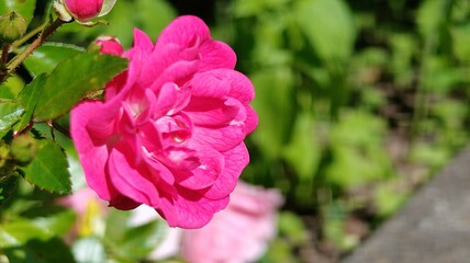 a closeup shot of a pink rose with green leaves