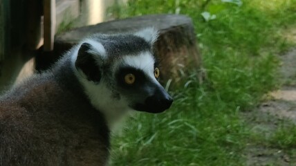a closeup shot of a black - white mur with a blurred background