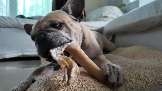 French Bulldog relaxes indoors, joyfully chewing a large rawhide bone on a cozy beige blanket