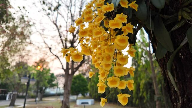 Closeup shot of bright yellow orchids bloom on a tree trunk in a quiet park during daytime
