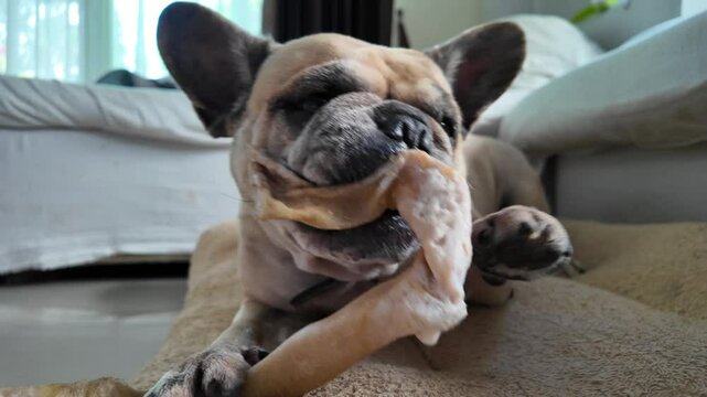 Playful French Bulldog chews a large rawhide bone indoors, lying on a soft surface with focused joy