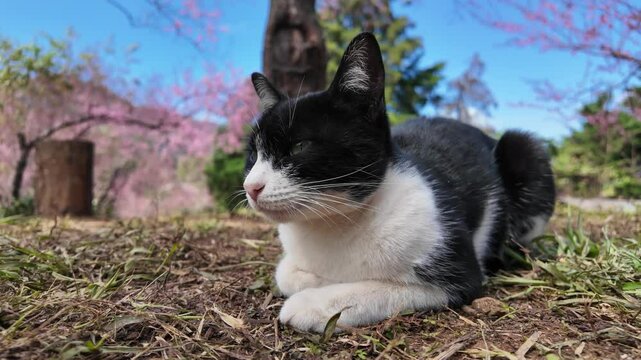 Calm black and white cat rests on grassy ground under cherry blossoms, enjoying the sunny spring day