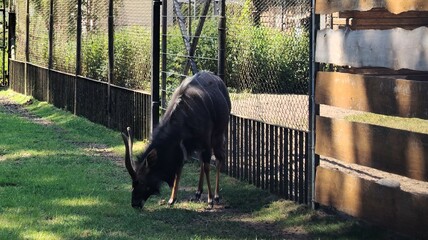 wild goats in the zoo © MARIA – Nature