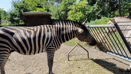 zebra on the farm © MARIA