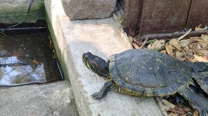 a closeup shot of a turtle in the water © MARIA