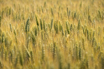 Fototapeta premium Weizen auf einem Feld für die Landwirtschaft