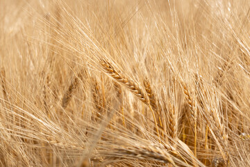 Reife Gerste auf einem Feld