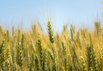 Wachsender Weizen auf einem Feld