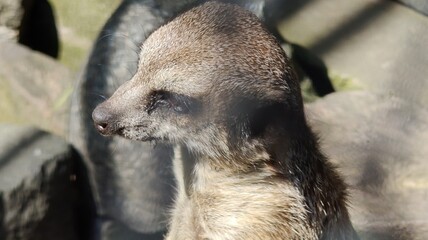 The image shows a meerkat. It stands upright, looking alertly to the side. The sunlight highlights the texture of its gray-brown fur. The background is rocky, © MARIA