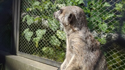 The image shows a meerkat. It stands upright, looking alertly to the side. The sunlight highlights the texture of its gray-brown fur. The background is rocky, © MARIA