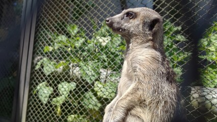 The image shows a meerkat. It stands upright, looking alertly to the side. The sunlight highlights the texture of its gray-brown fur. The background is rocky, © MARIA