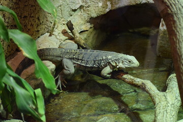lizard on a tree