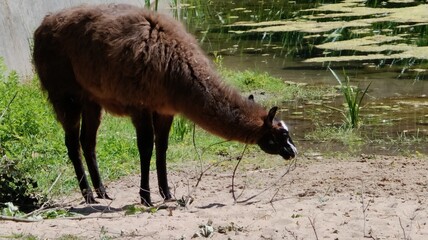 llamas at the zoo ..... © MARIA