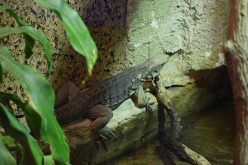 lizard on the rock