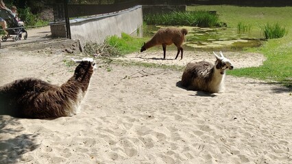 llamas at the zoo .... © MARIA