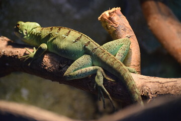 iguana on a branch