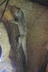bearded dragon lizard