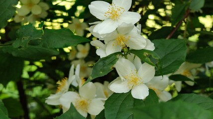 beautiful botanical shot, natural wallpaper