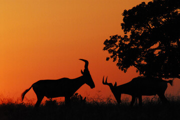 Africa- Sunrise Hartebeest Sunrise Antelope Challenge