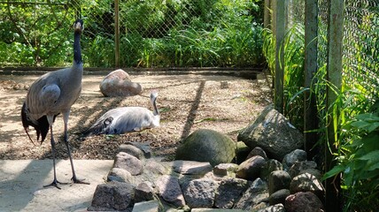 the white pelican in the zoo
