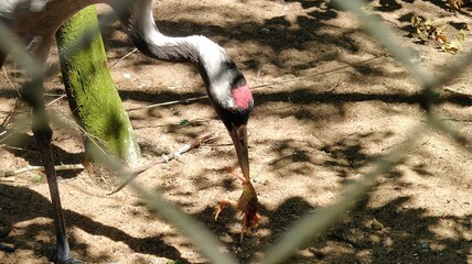 a closeup shot of a bird © MARIA