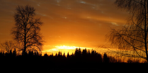 Contours of leafless trees during winter sunrise