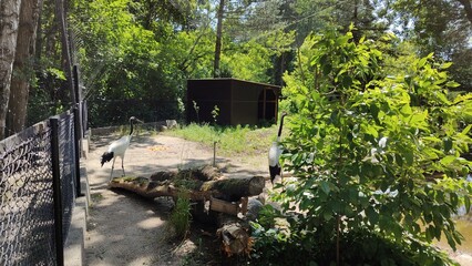 white pelican in the zoo © MARIA