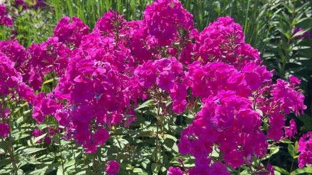Vivid pink Phlox paniculata in full summer bloom, clustered in lush garden setting, vertical video