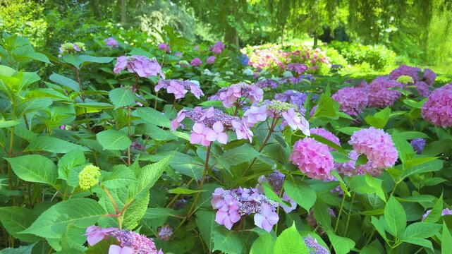 Hydrangea macrophylla and serrata blooming in garden, pink and lilac flowers with green foliage