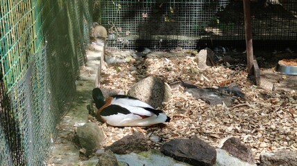 duck in the park © MARIA – Nature