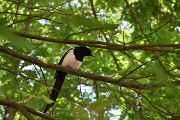 blackbird on a branch