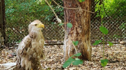 a closeup shot of a cute eagle in the zoo © MARIA – Nature