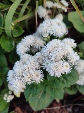 Beautiful summer flowers. Ageratum houstonianum