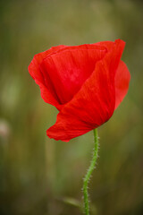 red poppy in the garden