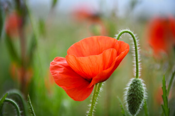 red poppy flower