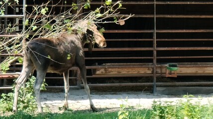 close-up of a moose in the zoo © MARIA