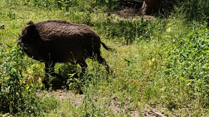 the wild boar in the forest © MARIA – Nature