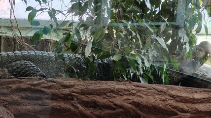 crocodile in the zoo © MARIA