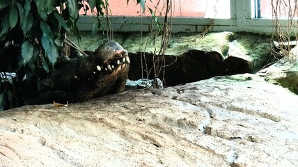 a large large crocodile in a zoo