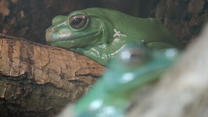 a close up of a frog © MARIA