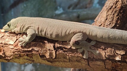 a closeup shot of a cute lizard on a tree branch