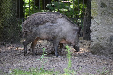 wild boar in the woods
