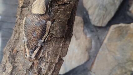 close up of a snake in the zoo